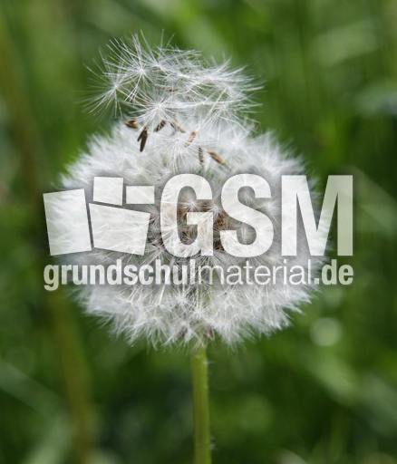 Pusteblume-23.jpg